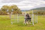 Hekken hoog 170 cm Patura paneel 6 hek paard rundvee vleesve, Dieren en Toebehoren, Stalling en Weidegang, Opfok