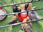 Cochin / sabelpoot en hollandse kriel, Geslacht onbekend, Kip