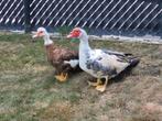 Barberie-muskuseenden koppel, zeer forse dieren, Dieren en Toebehoren, Pluimvee, Meerdere dieren