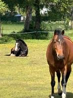 Gezocht: pensionstalling en weidegang in Heerde/Epe, Dieren en Toebehoren, Weidegang, 2 of 3 paarden of pony's