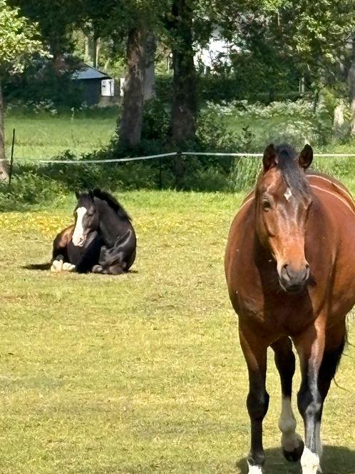 Gezocht: pensionstalling en weidegang in Heerde/Epe, Dieren en Toebehoren, Stalling en Weidegang, Stalling, Weidegang, 2 of 3 paarden of pony's
