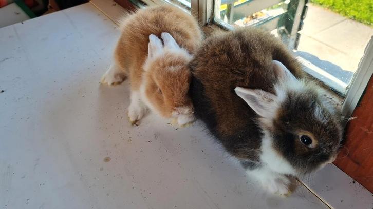 Jonge kruising baard teddy dwerg konijnen, Dieren en Toebehoren, Konijnen, Dwerg, Meerdere dieren
