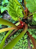 Rabarber Plant uit de Tuin, Ophalen, Volle zon, Vaste plant, Bloeit niet