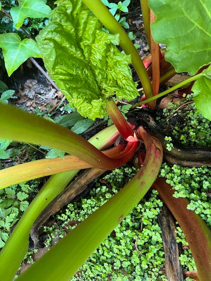 Rabarber Plant uit de Tuin, Tuin en Terras, Planten | Tuinplanten, Vaste plant, Fruitplanten, Volle zon, Bloeit niet, Ophalen