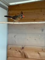 Rode kardinaal pop, Dieren en Toebehoren, Vogels | Overige Vogels, Vrouwelijk, Geringd