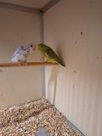 Koppel  forpus, Meerdere dieren, Parkiet