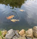 9 koikarpers en 1 diamantsteur, Dieren en Toebehoren, Overige soorten