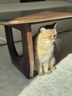 Britse korthaar incl alle toebehoren, Poes, Ontwormd, 0 tot 2 jaar
