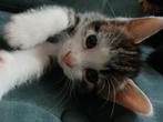 Kittens te koop, Dieren en Toebehoren, Katten en Kittens | Overige Katten