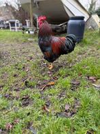 barneveld dubbelgezoomd gratis ophalen, Dieren en Toebehoren, Pluimvee, Mannelijk, Kip