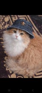 Superlieve garfield, Dieren en Toebehoren, Katten en Kittens | Raskatten | Langhaar, Kater, Gechipt