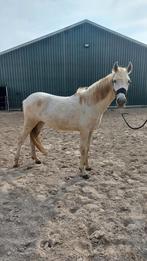 Palomino merrie | 2 jaar, Onbeleerd, E pony (1.48m - 1.57m), Gechipt, Merrie