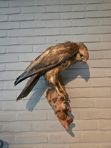 Opgezette buizerd beschikbaar voor biedingen