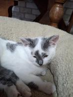 Kittens, Poes