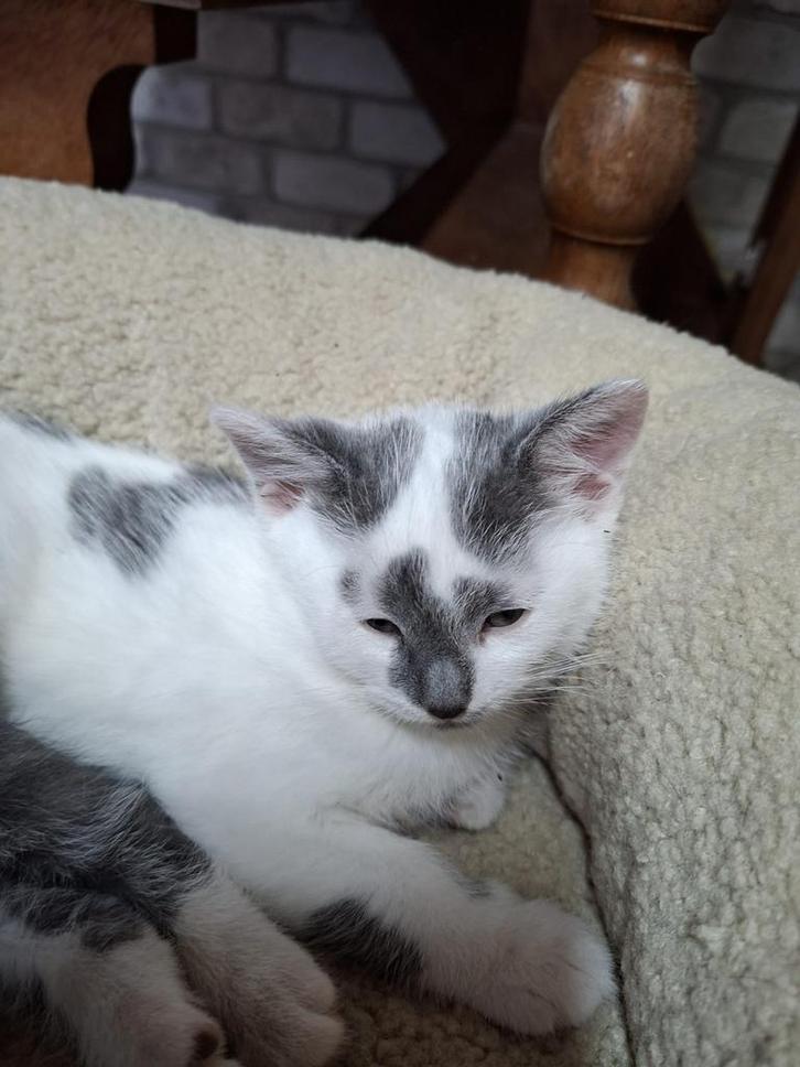 Kittens, Dieren en Toebehoren, Katten en Kittens | Raskatten | Langhaar, Poes