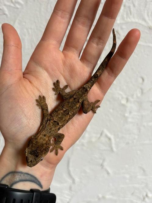 Mainland chahoua, Dieren en Toebehoren, Reptielen en Amfibieën, Hagedis, 0 tot 2 jaar, Tam