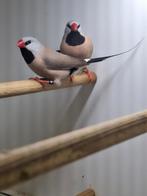 Drie spitstaartamedines te koop, Meerdere dieren, Tropenvogel, Geringd