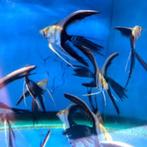 Nieuw binnen!!! Longfin black en white maanvis!!!, Vis, Zoetwatervis