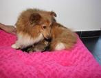 sheltie pups kindvriendelijk opgevoed, Particulier, Rabiës (hondsdolheid), 8 tot 15 weken, Teef