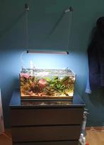 54L Aquarium met toebehoren, Zo goed als nieuw, Ophalen