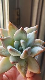 echeveria / pachyveria vetplant succulent, Huis en Inrichting, Kamerplanten, Vetplant, Ophalen of Verzenden, In pot, Minder dan 100 cm