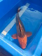 Te koop mooie koi, Dieren en Toebehoren, Karper of Koi