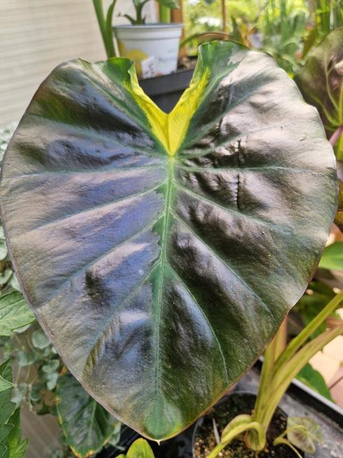 Colocasi Tossakan, Tuin en Terras, Planten | Tuinplanten, Eenjarig, Volle zon, Zomer, Ophalen of Verzenden