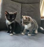 Lieve kittens 2 zwarte-poesje en katertje, 1 cypers katertje, Dieren en Toebehoren, Meerdere dieren