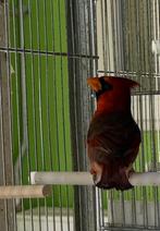 Kardinal roodkuif kardinal man 2025, Mannelijk, Wildzangvogel, Geringd