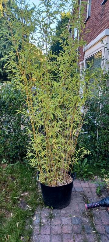 Bamboe in speciekuip beschikbaar voor biedingen