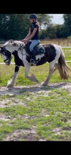 Verzorgpony gezocht omgeving groningen/eelderwolde, Ophalen of Verzenden, Nieuw