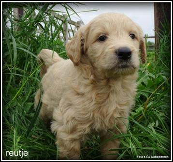 Goldendoodle pups beschikbaar voor biedingen