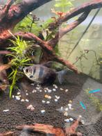 Aquarium vissen black skirt tetra, Dieren en Toebehoren, Vis, Zoetwatervis, Schoolvis