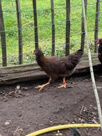 Kruising barnevelder / welsumer, Dieren en Toebehoren, Pluimvee, Vrouwelijk, Kip