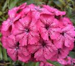 Dianthus barbatus zaden, duizendschoon, Ophalen of Verzenden, Volle zon
