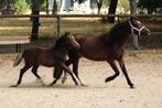 Pony veulens te koop, Dieren en Toebehoren, Pony's, Merrie, A pony (tot 1.17m), 0 tot 2 jaar