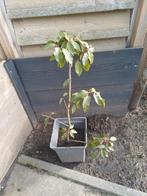 Portugese Laurier, Ophalen, Minder dan 100 cm, Lente, Overige soorten