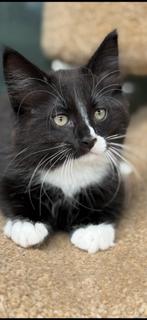 Prachtige lieve mooie Noorse boskat kittens met stamboom, Dieren en Toebehoren, Meerdere dieren, Gechipt, 0 tot 2 jaar