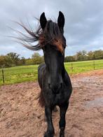 Friese hengst v. Matthys 504 vol papier sterke moederlijn, Minder dan 160 cm, 0 tot 2 jaar, Hengst, Onbeleerd