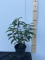 Prunus lusitanica angustifloia.  portugese laurier, Tuin en Terras, Planten | Struiken en Hagen, Ophalen of Verzenden, Laurier