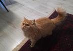 Perzische kater van Bijnen jaar oud te koop, Dieren en Toebehoren, Katten en Kittens | Raskatten | Langhaar, Kater, Gechipt, 0 tot 2 jaar