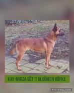 Mechelse Herder pups te koop., Meerdere, Meerdere dieren, Herder, Nederland