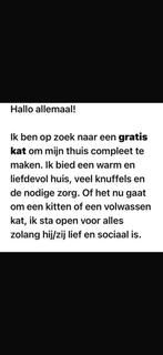Op zoek naar een lieve, sociale en rustige kitten (gratis), Eén persoon, Cadeaubon, Overige typen