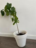 Citroen Boom, Ophalen, Halfschaduw, In pot, Minder dan 100 cm
