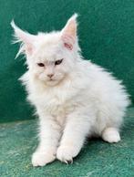 Uit grote lijnen super mooi maine coon katertje beschikbaar, Dieren en Toebehoren, Katten en Kittens | Raskatten | Langhaar, Kater