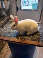 Witte Wener, Dieren en Toebehoren, Meerdere dieren, Middelgroot, 0 tot 2 jaar