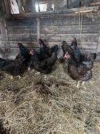 Barnevelder Kippen + Haan, Dieren en Toebehoren, Pluimvee, Vrouwelijk, Kip
