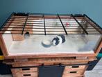 Caviahok 1.20x60, Dieren en Toebehoren, Knaagdieren en Konijnen | Hokken en Kooien, Kooi, Cavia, Ophalen, Minder dan 60 cm