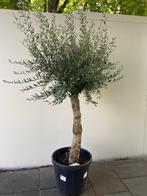 Super mooie Olijfboom Olijfbomen Olijf boom Olijf bomen, Tuin en Terras, Planten | Bomen, 100 tot 250 cm, Olijfboom, Zomer, Ophalen