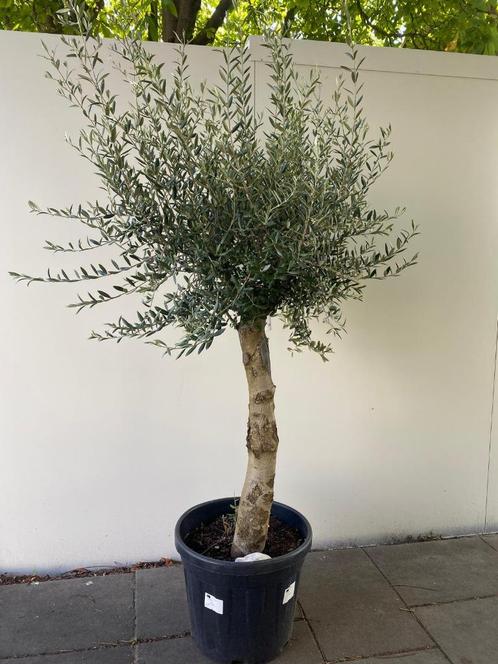 Super mooie Olijfboom Olijfbomen Olijf boom Olijf bomen, Tuin en Terras, Planten | Bomen, Olijfboom, 100 tot 250 cm, Volle zon